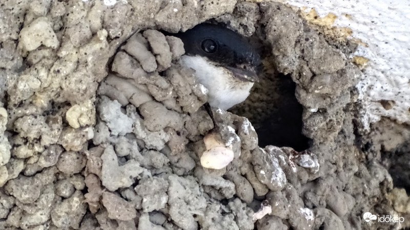 "Hol vagytok már, éhen halok!"