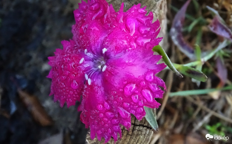 Ködharmat.