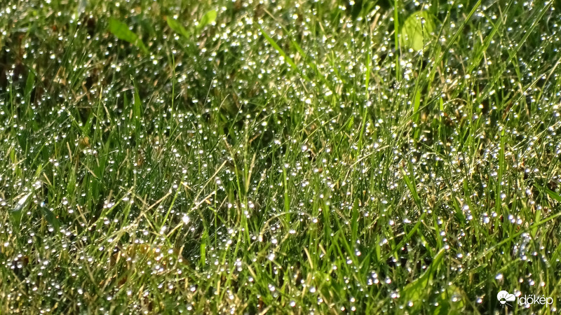 Harmatosan.