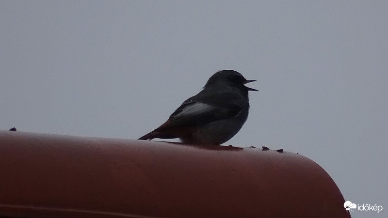 "Én már unom az esőt, Láthattátok milyen szép vagyok napsütésben!"