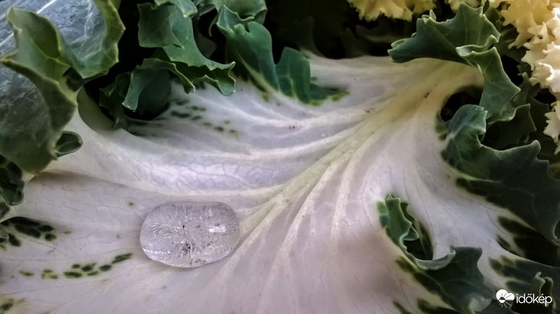 A díszkáposzta "könnye" .