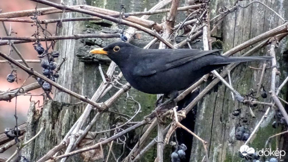 A rigók örömére a szomszéd nem szüretelte le az otellót.