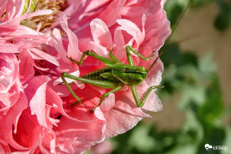 " Szeretem a virágaidat!"