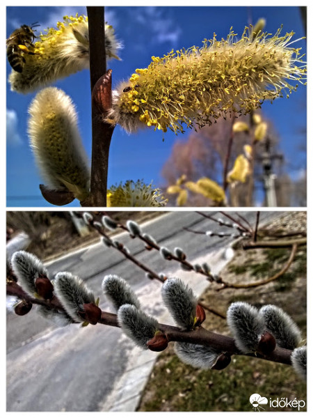 Barka 2017 és 2018. 03.14-n.