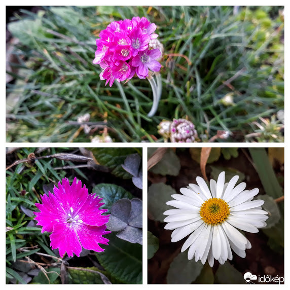 Ősszel (is) nyíló tavaszi virágok.