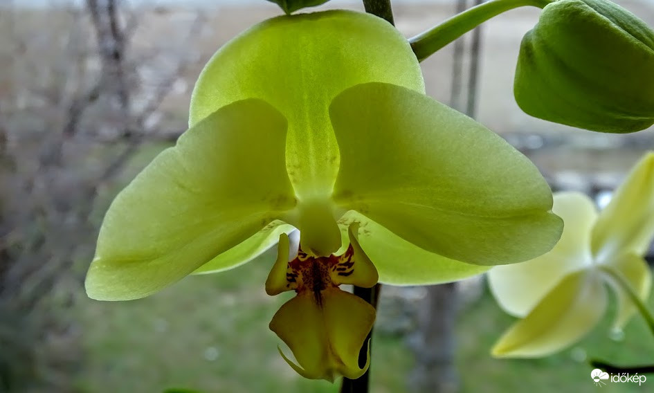 Halványzöld orchideám.