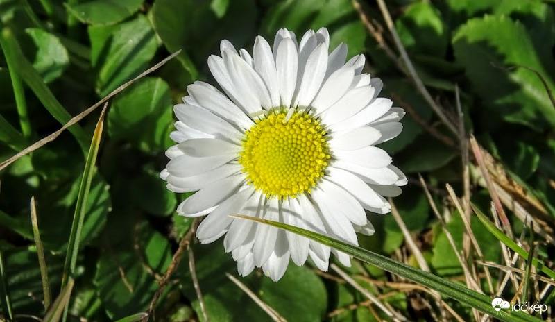 Százszorszép a fűben.