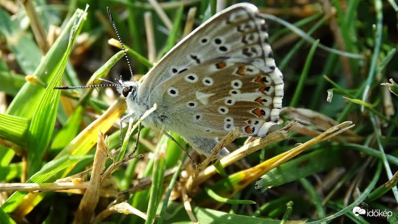 Szomjas bogi.