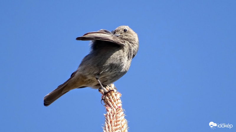 "Kicsit tollászkodom, utána tovább énekelek!"