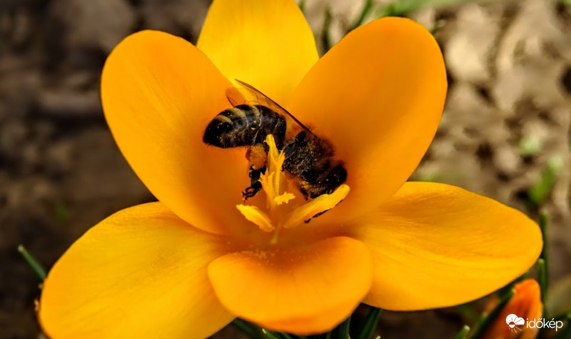 Van itt még virágpor.