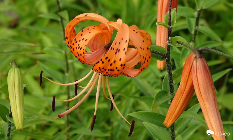 Tigrisliliom.