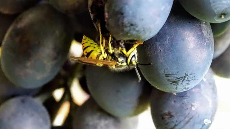 "Ha ezt befejeztem, a jobboldali megjelölt következik!" :D