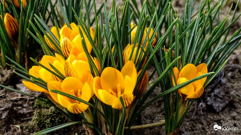 Egyre csak sokasodnak.