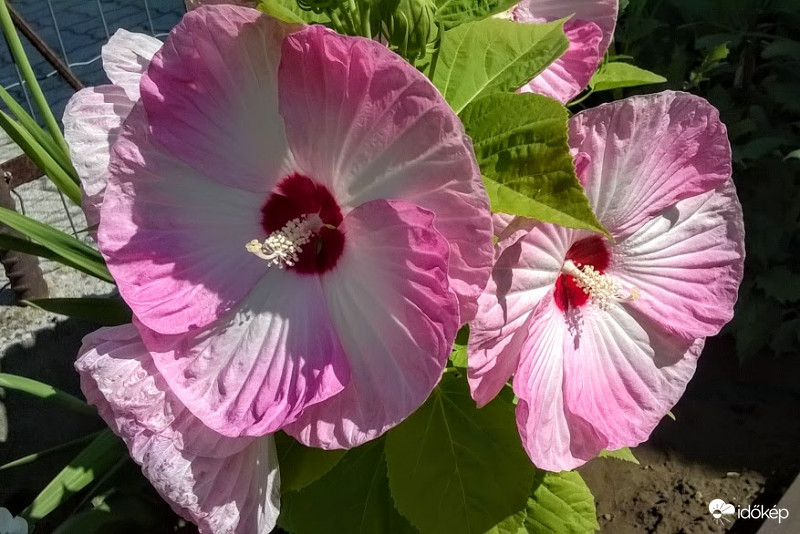 Mocsári hibiszkusz napsütötten.