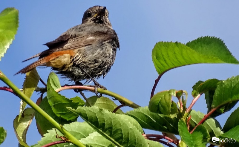 Rozsdafarkú korán reggel.