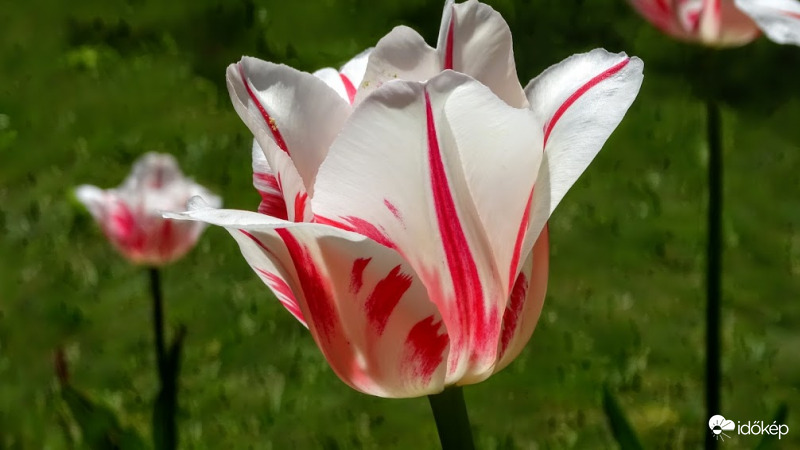 Utolsó tulipánok egyike.