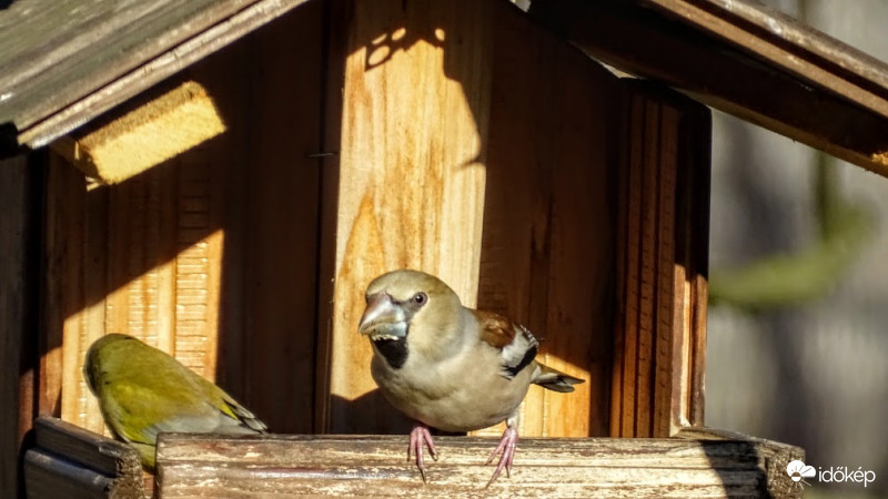 Békés egymás mellett élés.