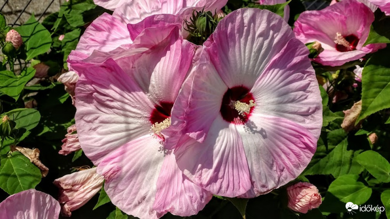 Mocsári hibiszkusz.