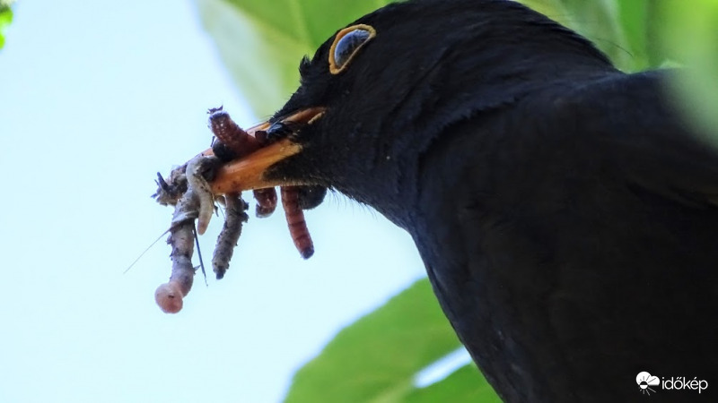 "Viszem a kicsiknek!"