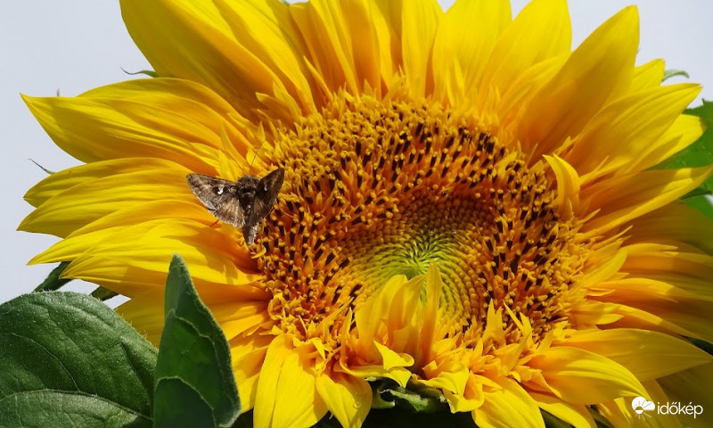 "Masnis" dísznapraforgó.