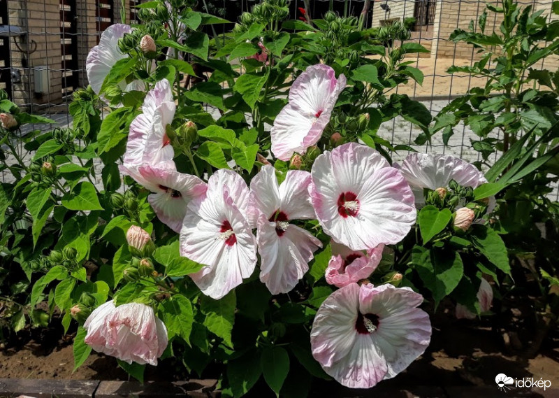 Mocsári hibiszkusz.