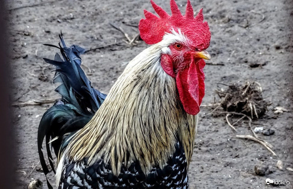 "Még szerencse, hogy csak a tarajom tetejét  vágtad le!"