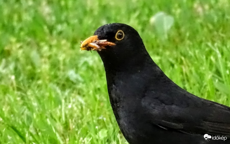 Enni esőben is kell!