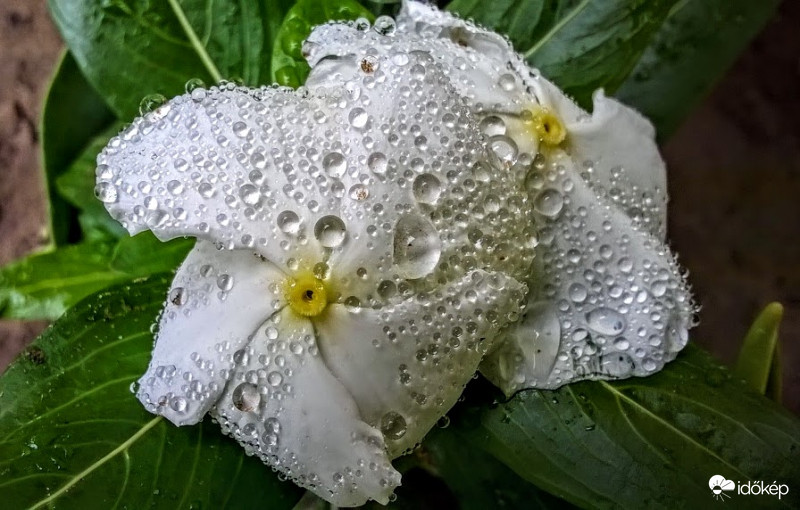 Vinca a napimádó.