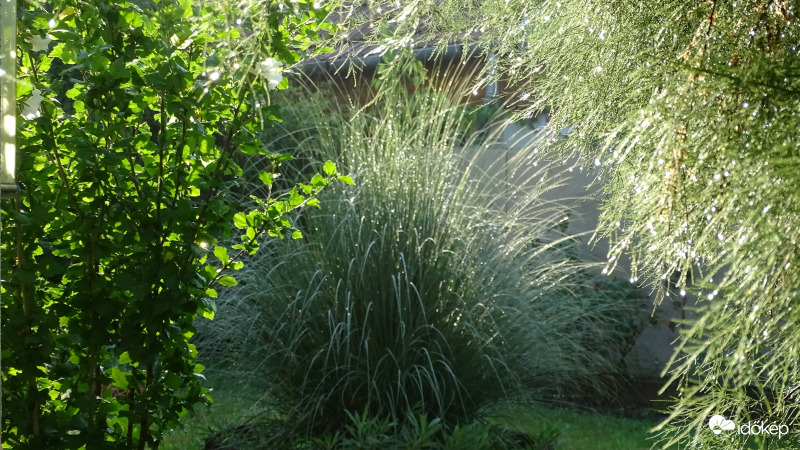 "Bújj, bújj zöld ág"......