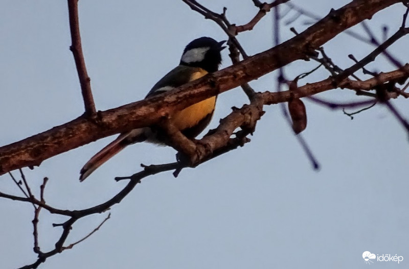 "Én csak fújom a dalt"....