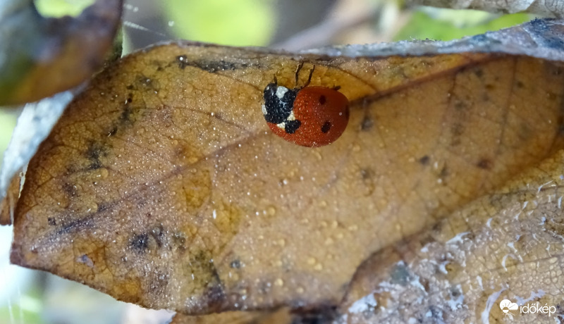 Ködharmatos katica.