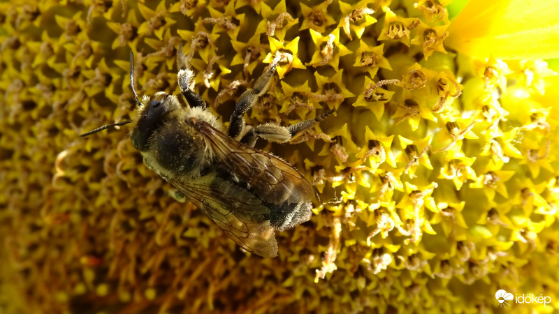 Napraforgón szárítkozva.