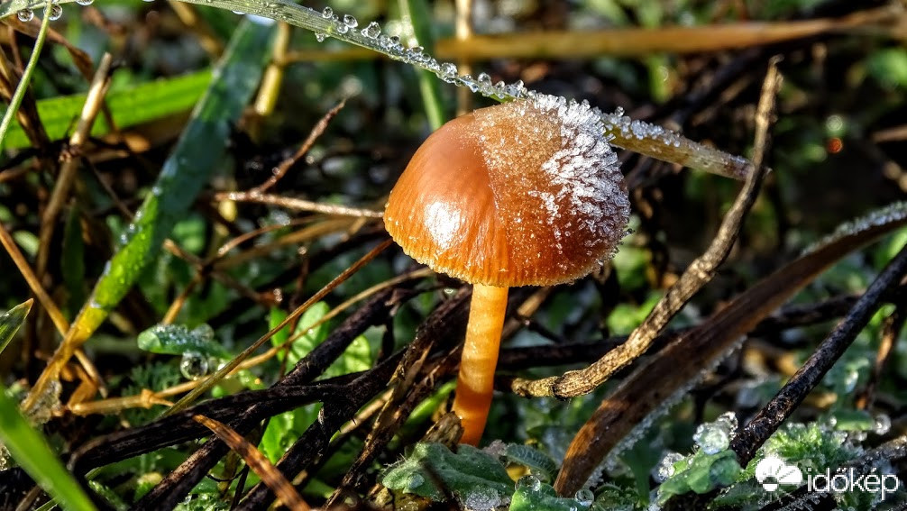 A mezőn.