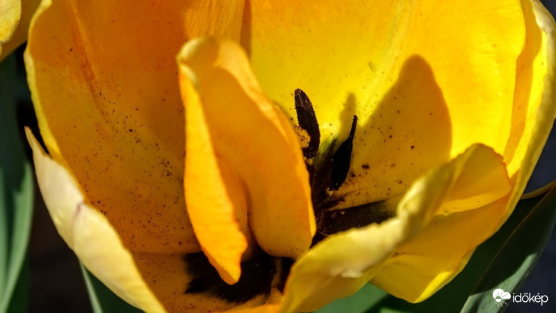 Egy különleges tulipán.