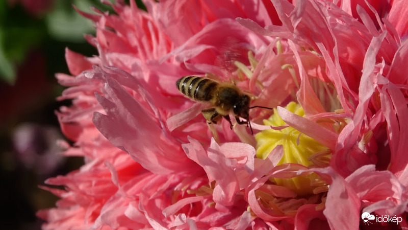 Munkában korán reggel.
