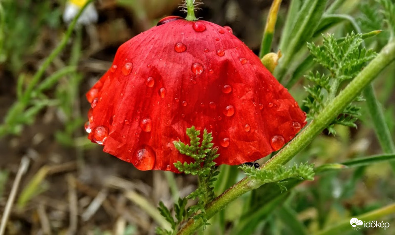 Ha eső, akkor esernyő alakú pipacs.