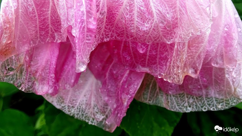 Mocsári hibiszkusz.