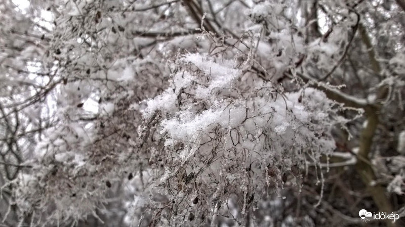 Téli cserszömörce.