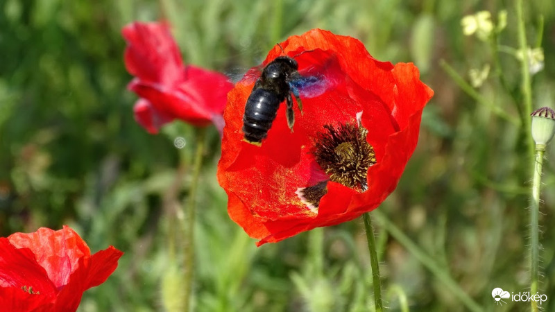 Kék fadongó.