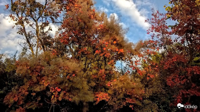 Cserszömörcék a tegnap délutáni napsütésben,