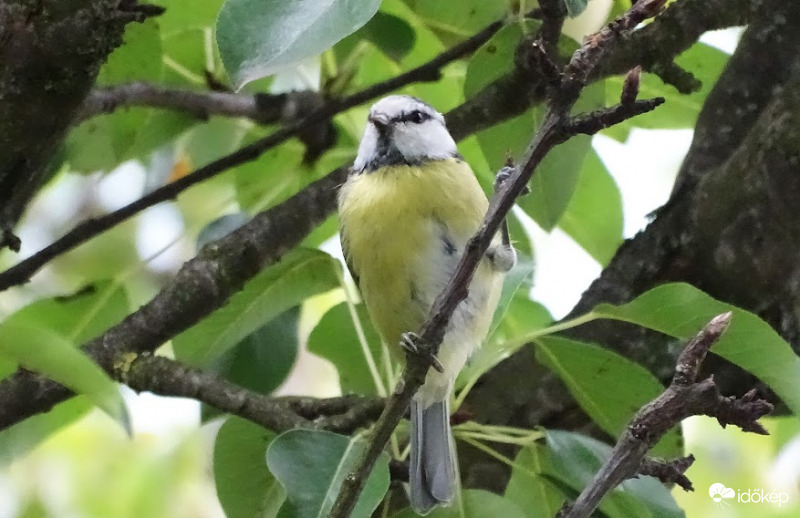 Kék cini.