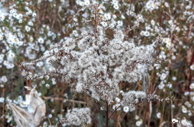 A rétiek már karácsonyfát állítottak.