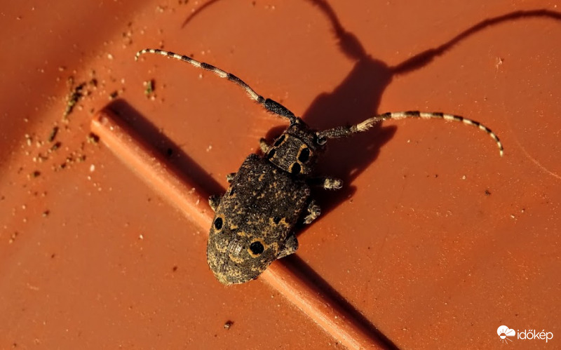 Aki nem ijed meg az árnyékától.