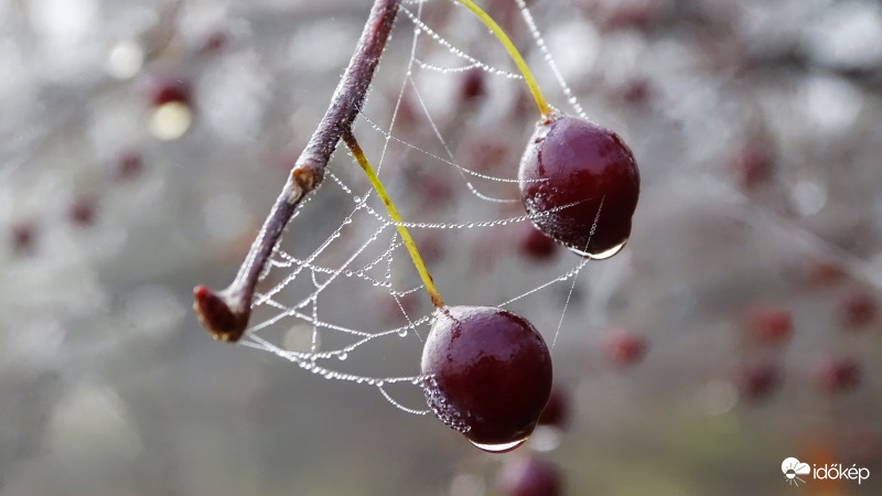 Ködös, gyöngyös.