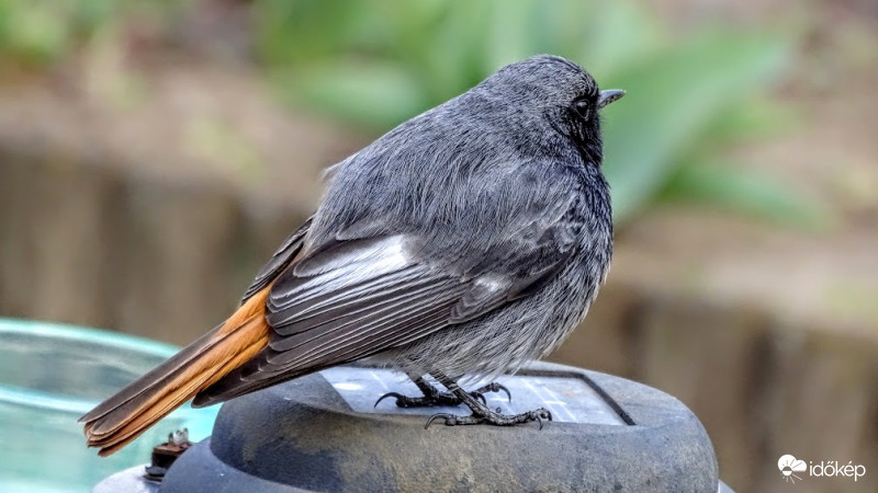 Ez sem fog működni ma már.