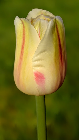 Lassan vége a tulipánszezonnak.