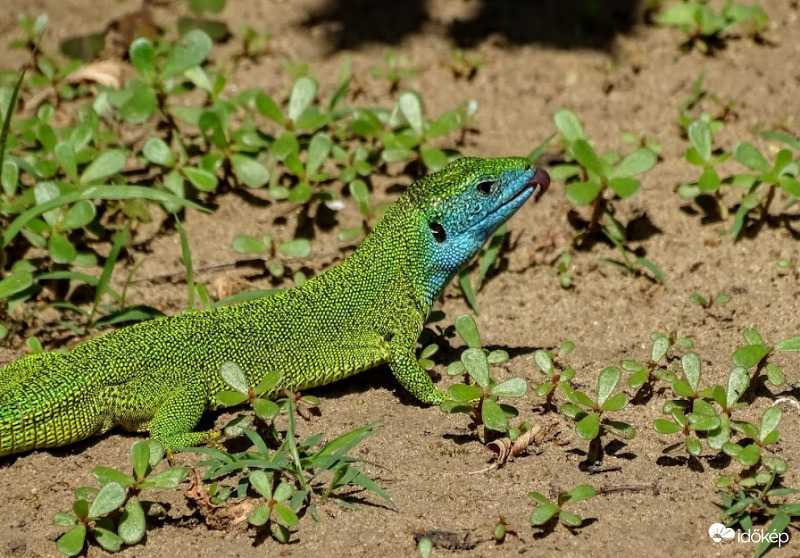"Köszi, fincsi volt az eper!"