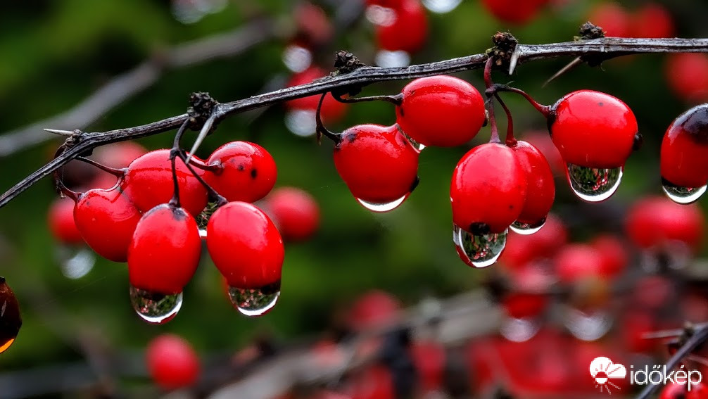 Esőcseppes borbolya.