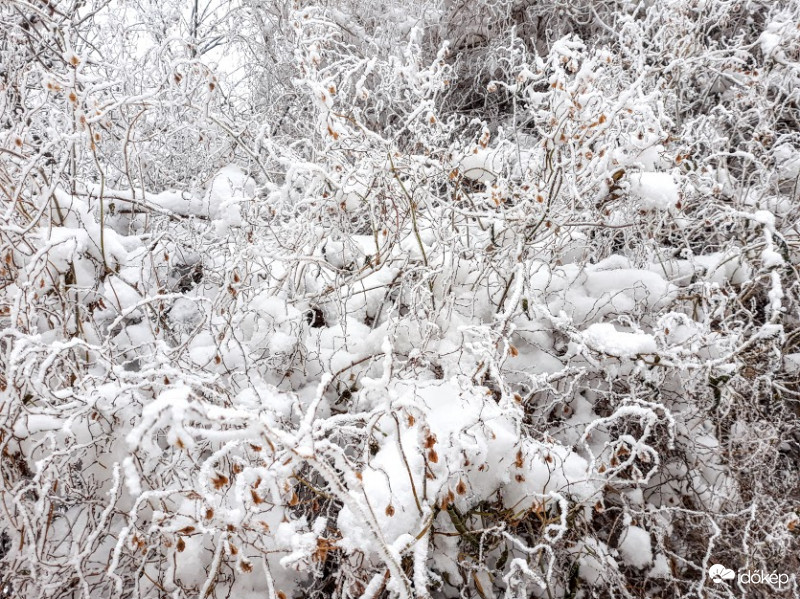 Havas, zúzmarás tatár iszalag.