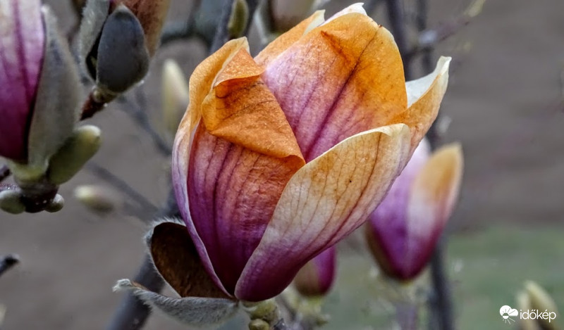 Így nézett ki reggelre az összes virág a magnólián.